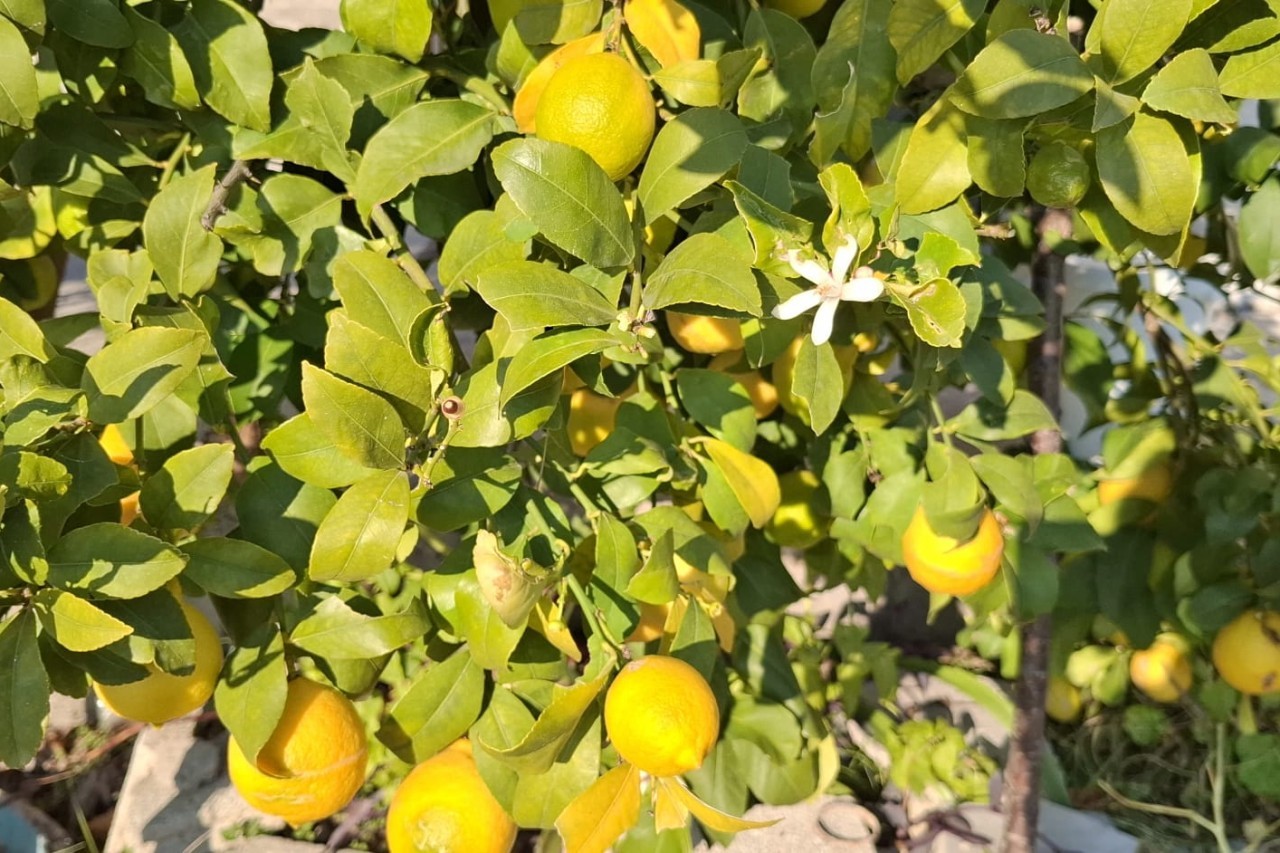 Cvjetnica - Nedjelja muke Gospodnje A