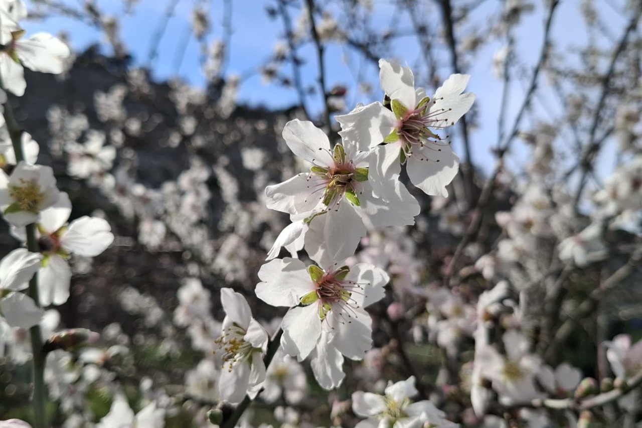 4. vazmena nedjelja A