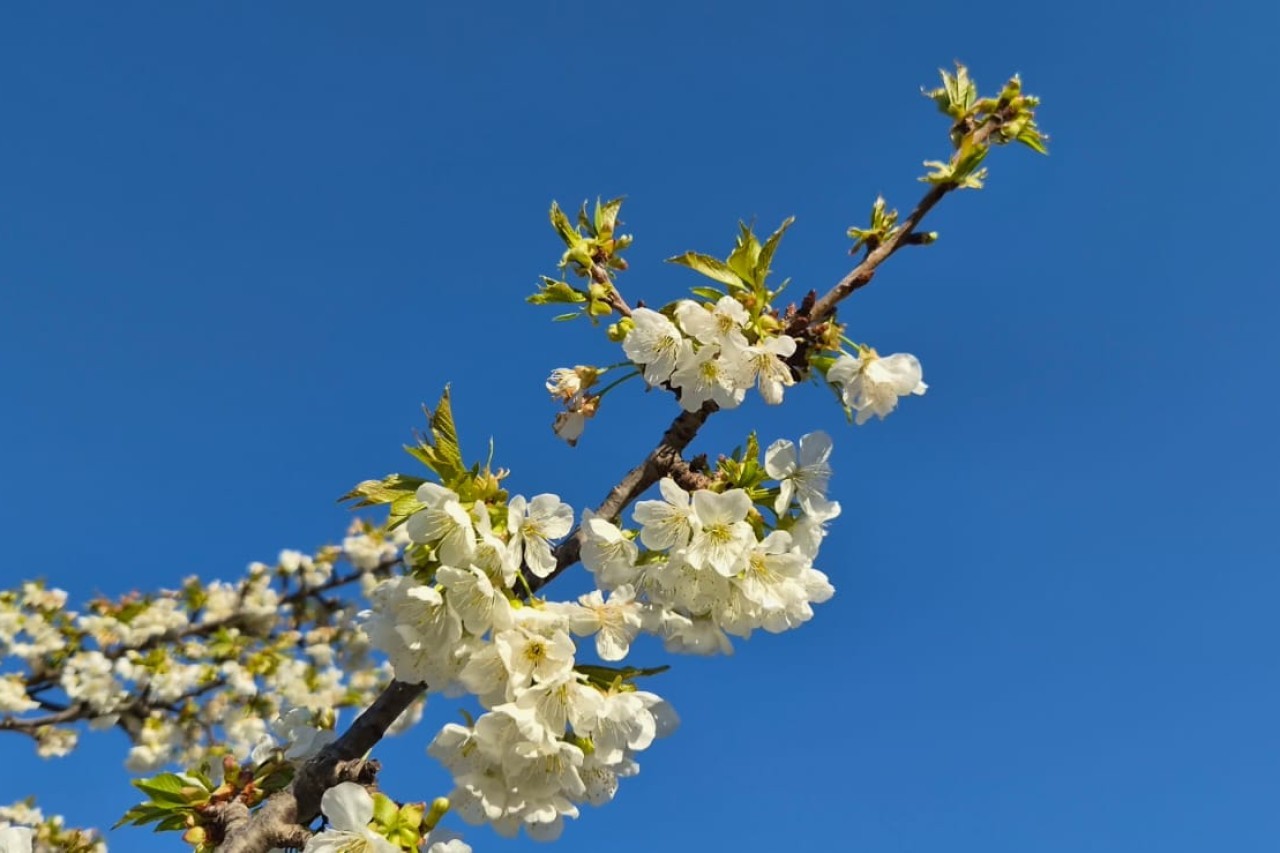 2. vazmena nedjelja – Nedjelja Božjega milosrđa