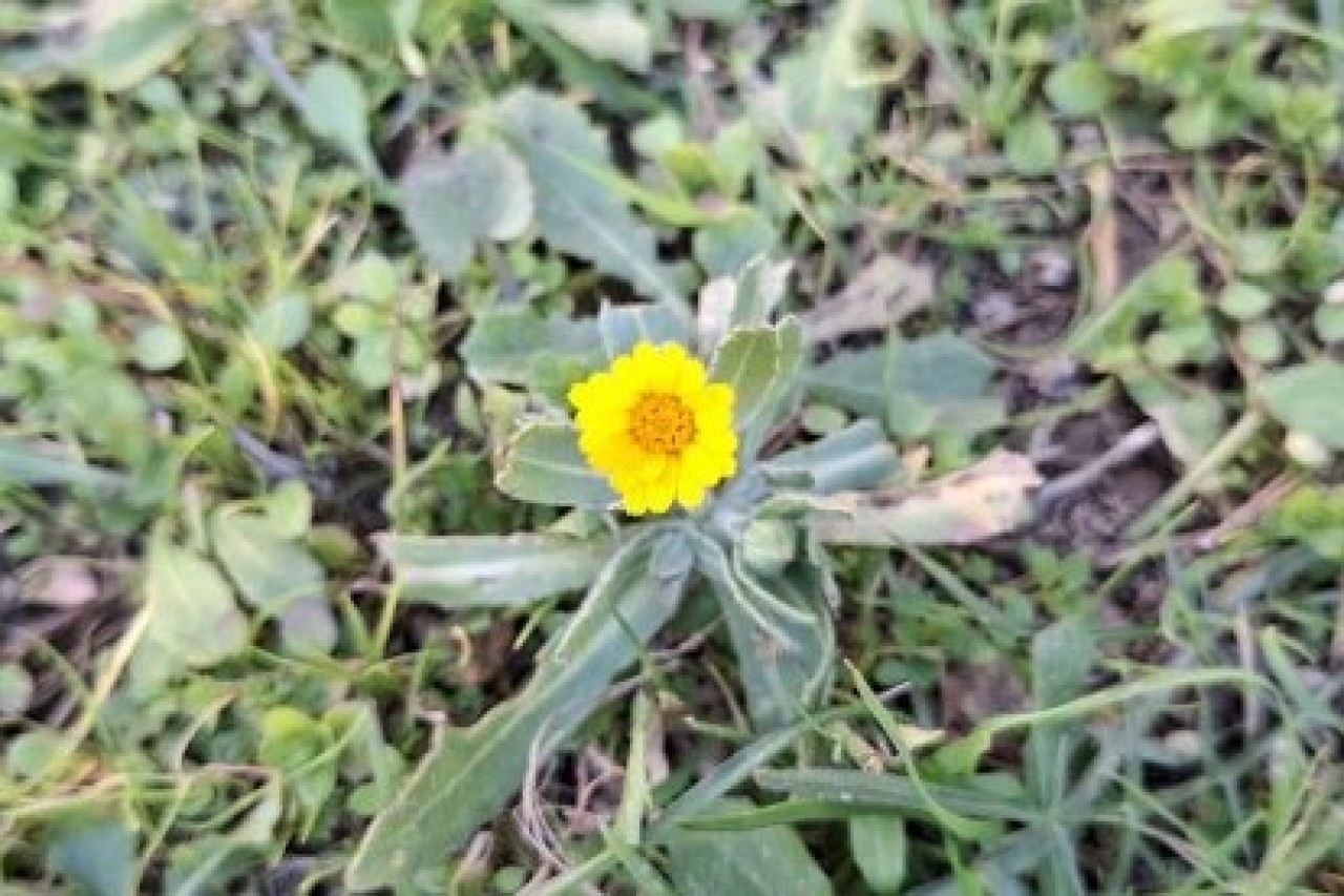 7. vazmena nedjela, godina A