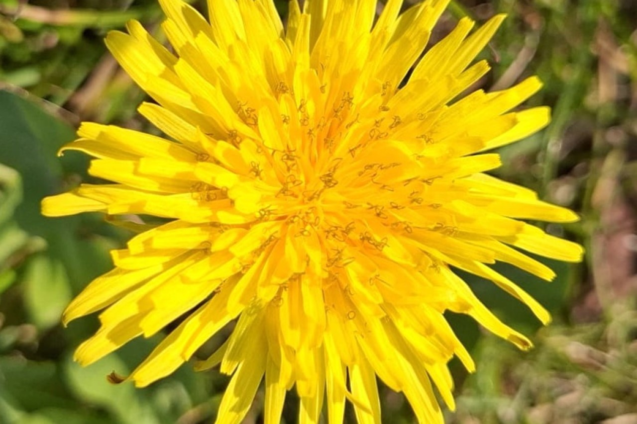 4. korizmena nedjelja A