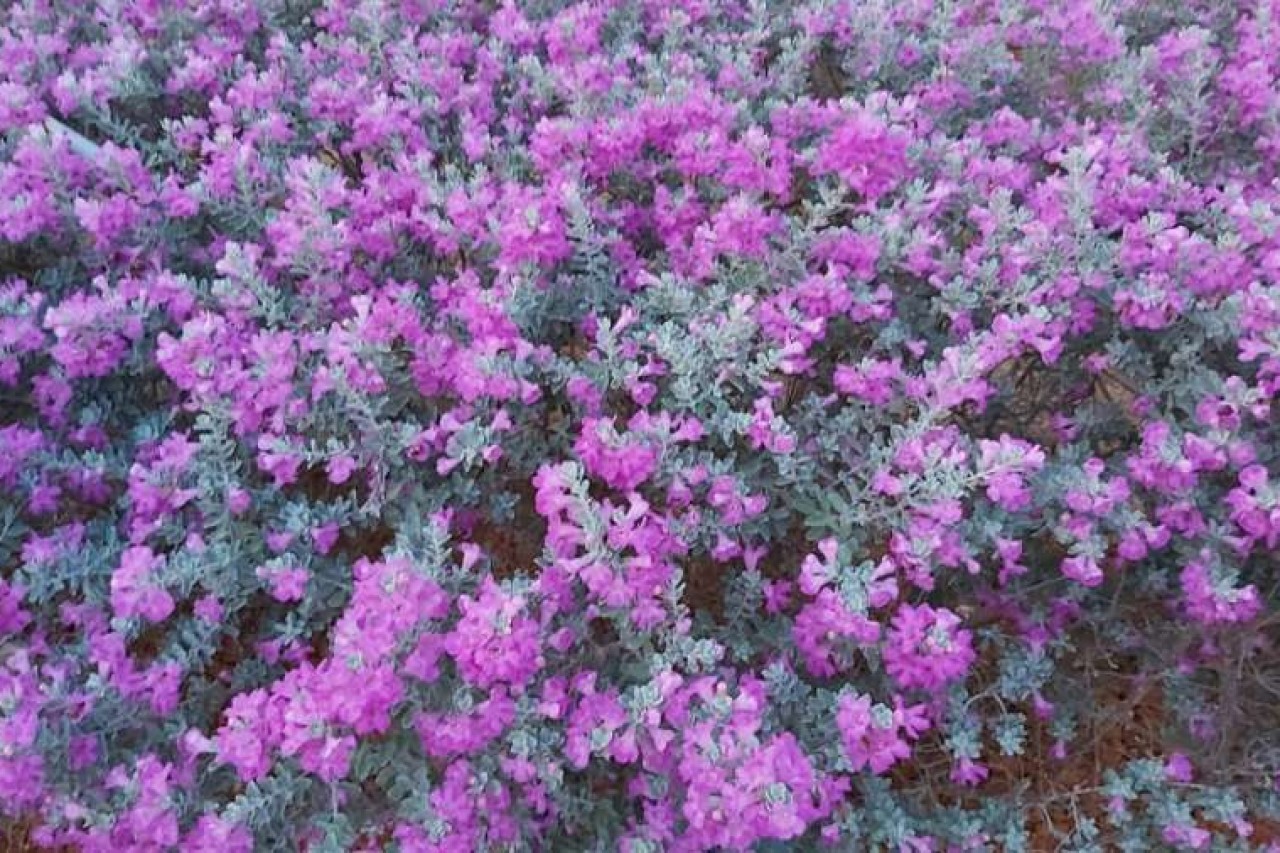 Devetnica svetoj Mariji Krucifiksi di Rosa