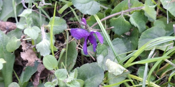 3. nedjelja kroz godinu A