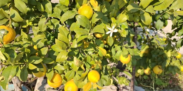 Cvjetnica - Nedjelja muke Gospodnje A