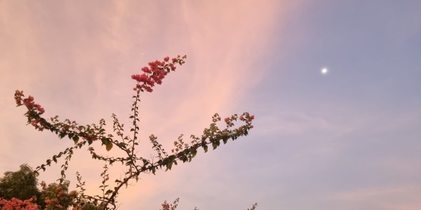 5. korizmena nedjelja A