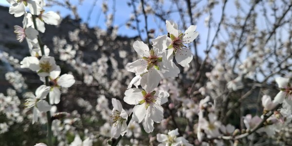 4. vazmena nedjelja A