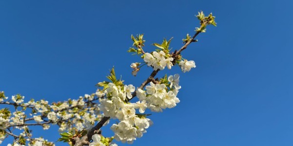 2. vazmena nedjelja – Nedjelja Božjega milosrđa