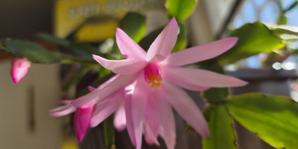 3. vazmena nedjelja A