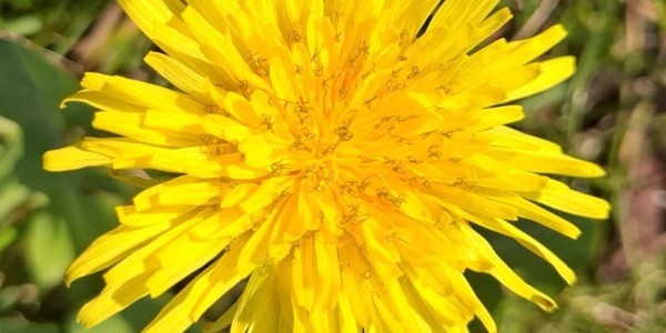 4. korizmena nedjelja A