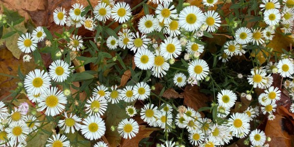 Sveta obitelj Isusa, Marije i Josipa