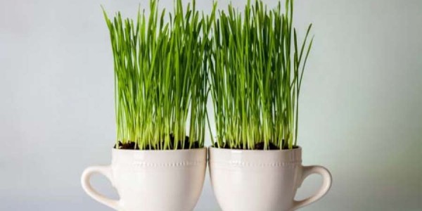 BOŽIĆNA ZRNCA DOBROTE