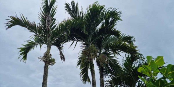 Sv. Marija Krucifiksa di Rosa – podrijetlo i obitelj