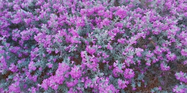 Devetnica svetoj Mariji Krucifiksi di Rosa