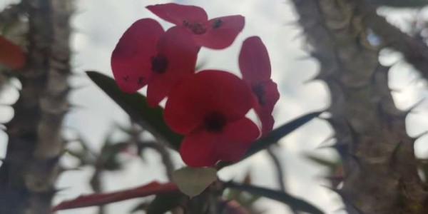 Pouka o strpljivosti, poniznosti i služenju