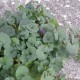 21. nedjelja kroz godinu A