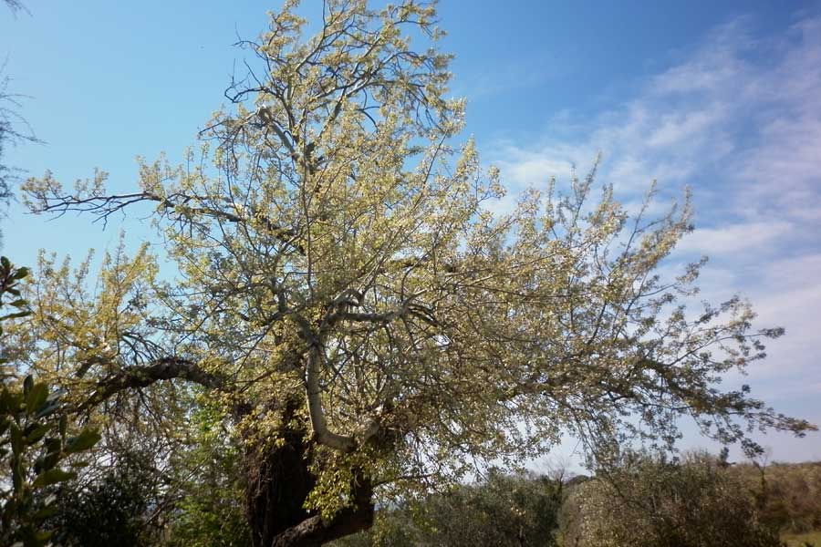 Izlet na planinu Kozjak