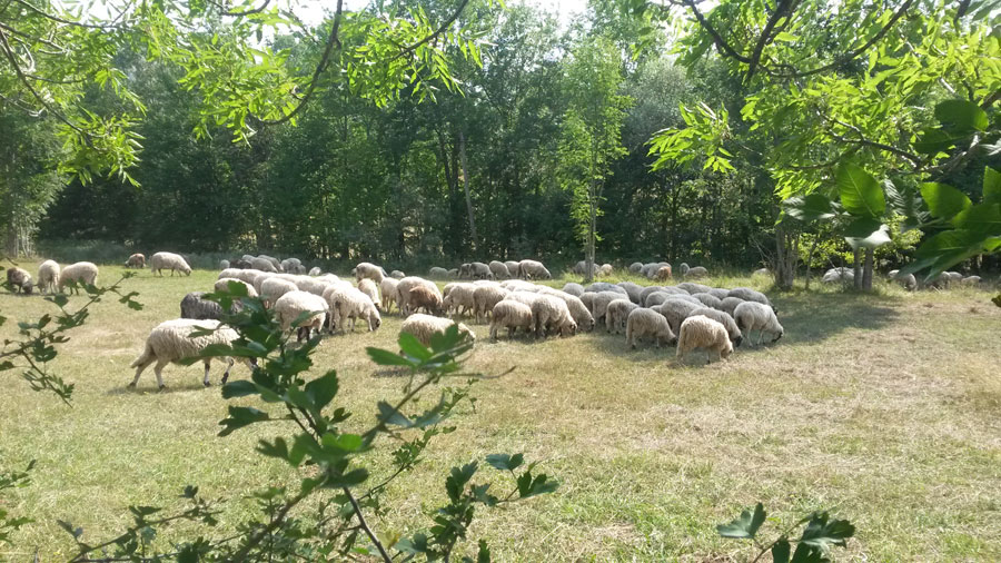 Ljetna misijska škola