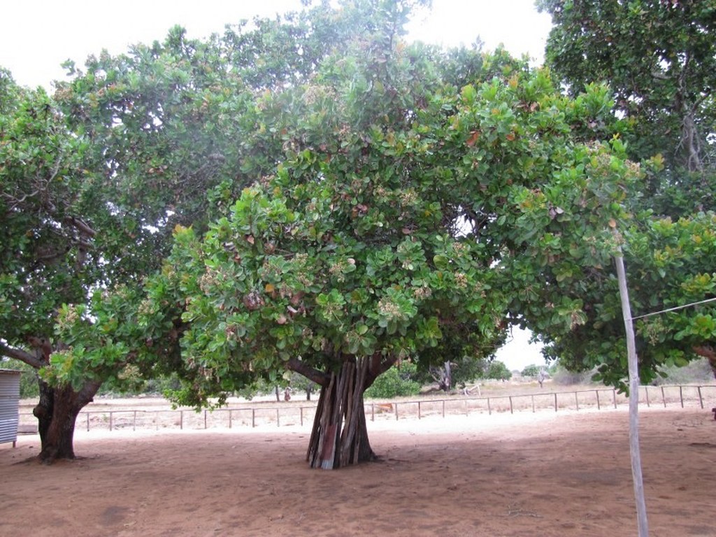 stablo u mozambiku 1024x768